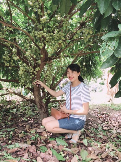 Vườn Trái cây ở Tây Ninh đây rồi, tha hồ hái trái cây mình yêu thích nhé
